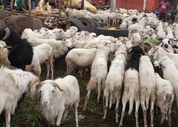 Guinée/tabaski 2024: les moutons se négocient jusqu’à 4.000.000 GNF (constat)