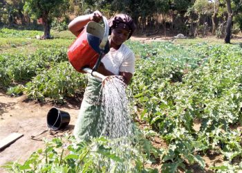 Mois de la femme : à Diountou, Cécile Kpogomou s’impose dans le maraîchage malgré les obstacles
