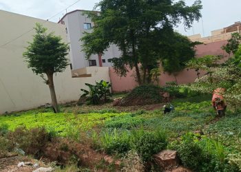 Bamako : La révolution discrète des potagers urbains portés par des femmes