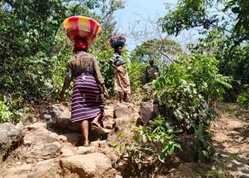 Kindia : Le calvaire des femmes de Gangan Kiria, porteuses de 40 kg de mangues pour survivre