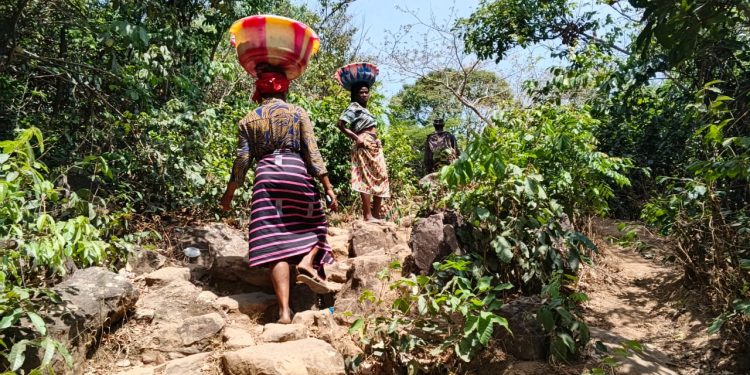 Kindia : Le calvaire des femmes de Gangan Kiria, porteuses de 40 kg de mangues pour survivre