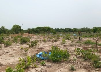 Niantanina (Mandiana) : les femmes maraîchères confrontées à d’énormes difficultés pour maintenir leurs activités