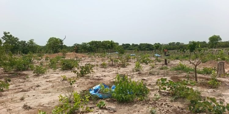 Niantanina (Mandiana) : les femmes maraîchères confrontées à d’énormes difficultés pour maintenir leurs activités