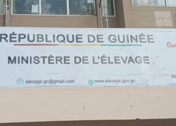 Grippe aviaire : la Guinée renforce sa vigilance après l&rsquo;apparition de foyers en Côte d&rsquo;Ivoire et au Sénégal