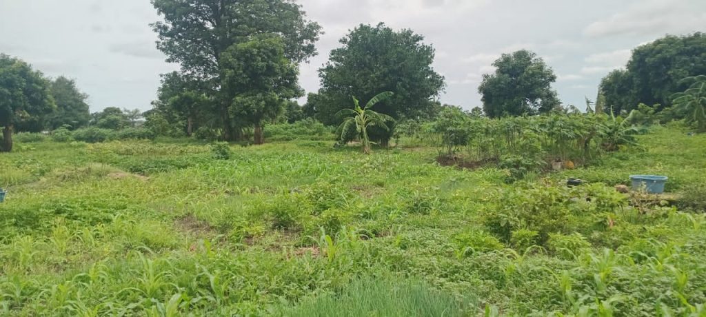 Kankan : une maraîchère lance un appel aux autorités pour sauver son exploitation agricole