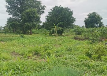 Kankan : une maraîchère lance un appel aux autorités pour sauver son exploitation agricole