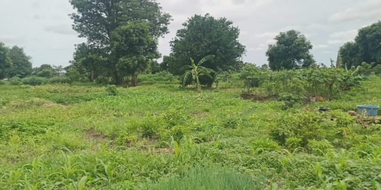 Kankan : une maraîchère lance un appel aux autorités pour sauver son exploitation agricole