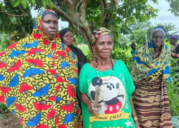 Entre soif et ravageurs : L&rsquo;appel de détresse des producteurs de Kinieoro