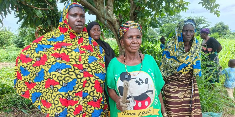 Entre soif et ravageurs : L&rsquo;appel de détresse des producteurs de Kinieoro