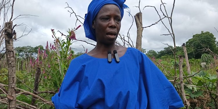 Kankan : Alamako Camara, veuve et maraîchère, lance un appel à l’aide pour sauver son exploitation