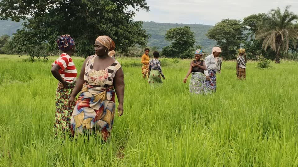KINDIA : À Bendougou, la cherté des intrants et les conflits agropastoraux étouffent ce « grenier de Kindia »
