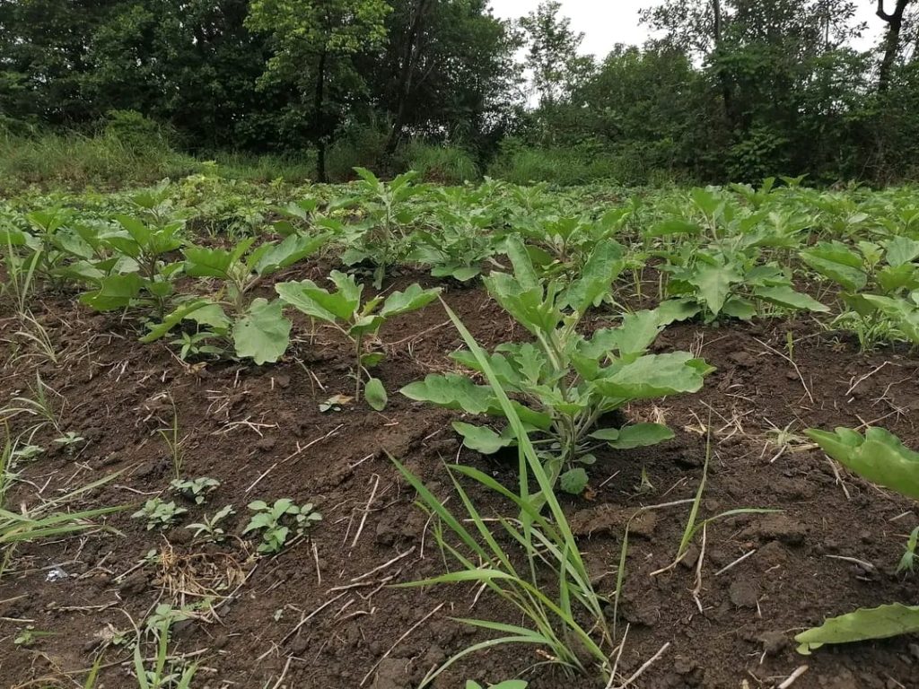 Moribaya (Kankan) : les femmes face aux défis agricoles